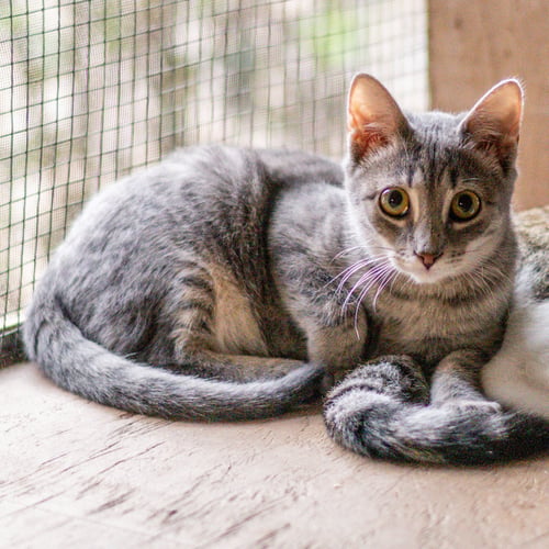 MOCHA - Domestic Short Hair available for adoption