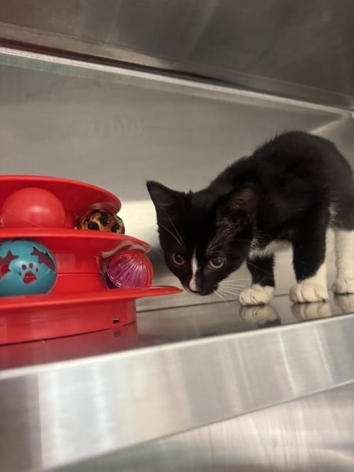 SUZIE - Domestic Short Hair for adoption in Savannah