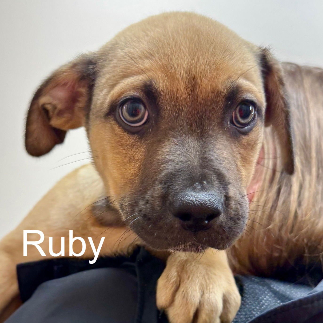 RUBY - Shepherd available for adoption