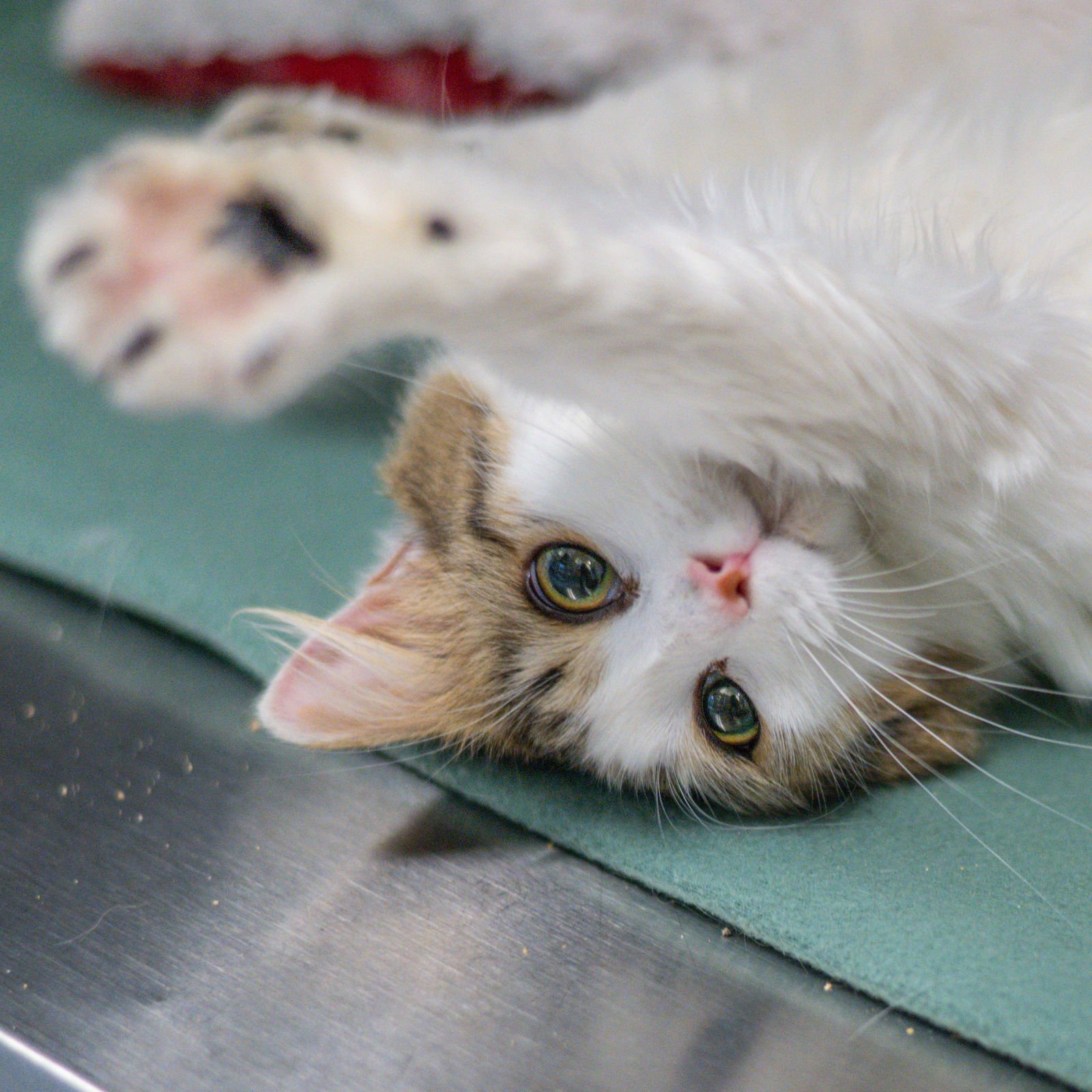 DODGE - Domestic Short Hair available for adoption