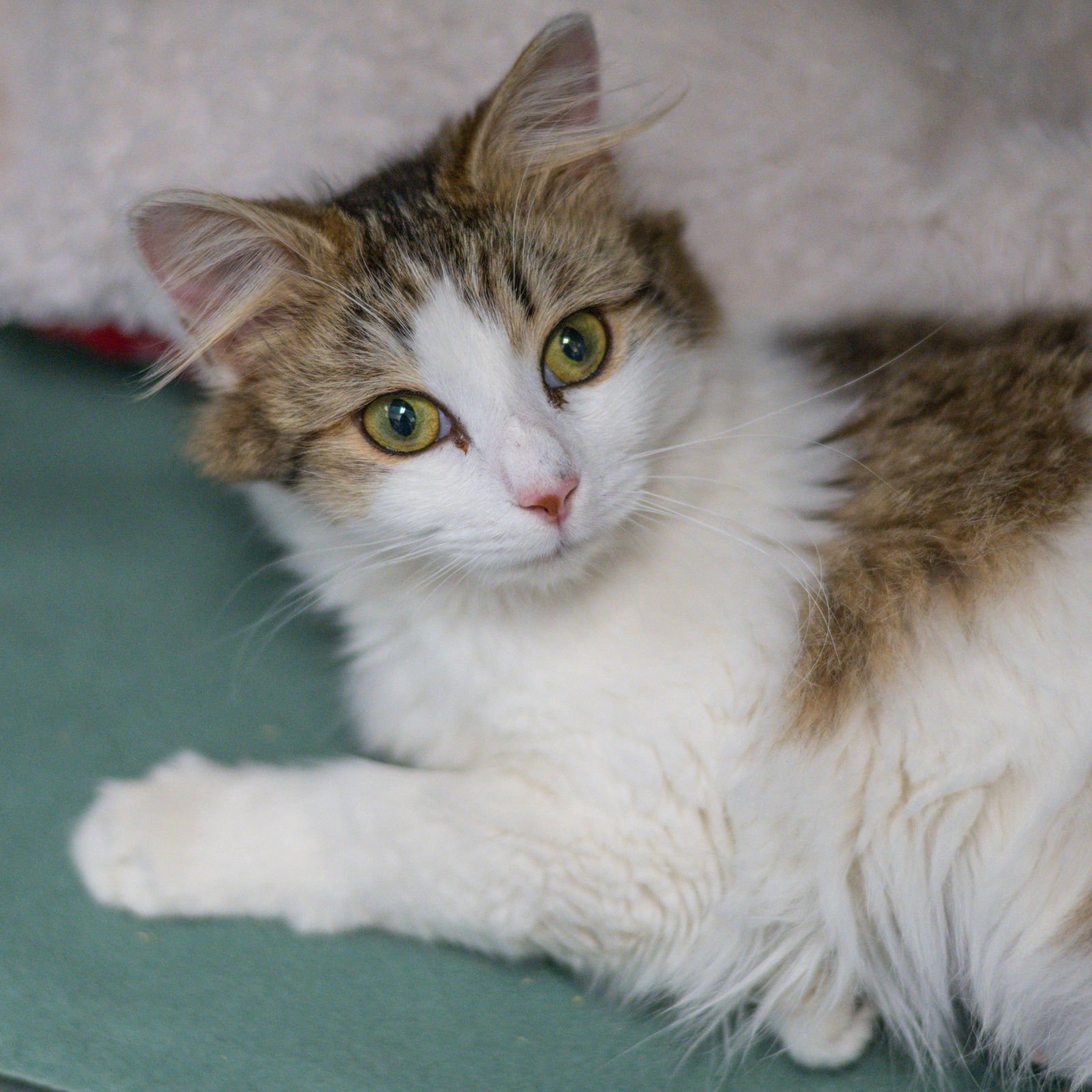 DODGE - Domestic Short Hair available for adoption