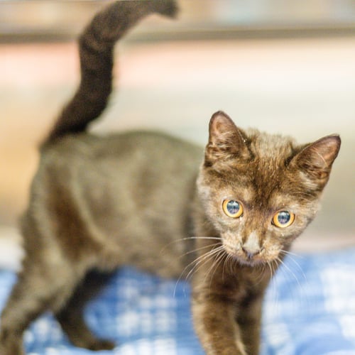 HOMER - Domestic Short Hair available for adoption