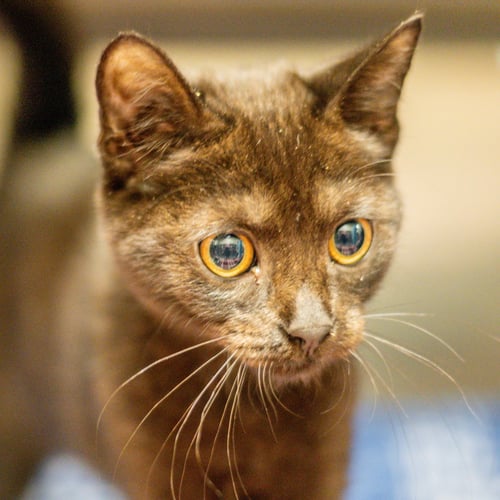 HOMER - Domestic Short Hair available for adoption