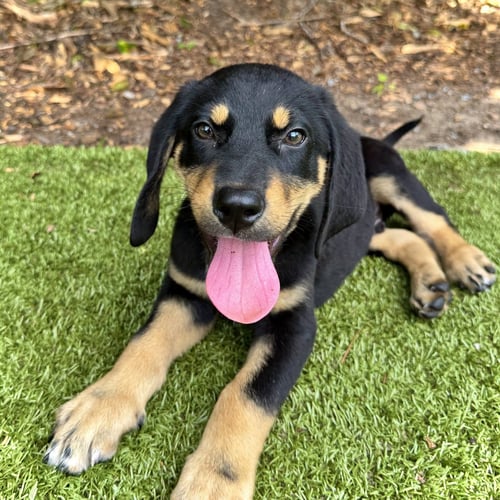BBQ SAUCE - Unknown available for adoption