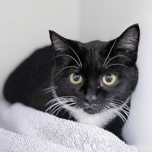 APRIL - Domestic Short Hair for adoption in Savannah
