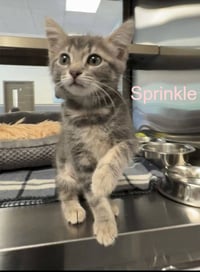 Sprinkle - Photo 1
