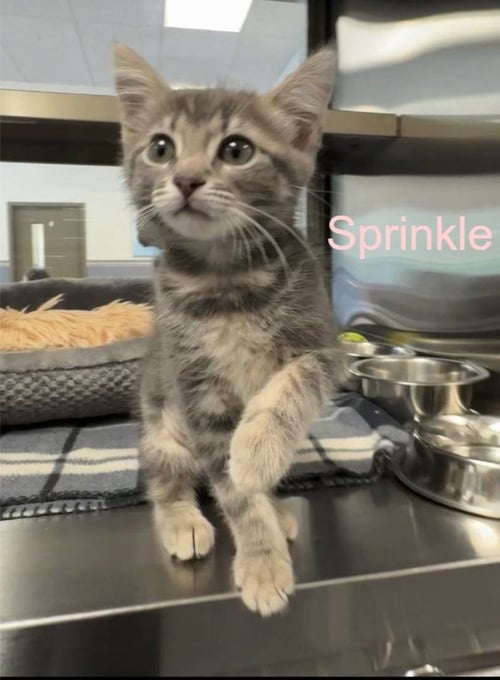 SPRINKLE - Domestic Short Hair available for adoption