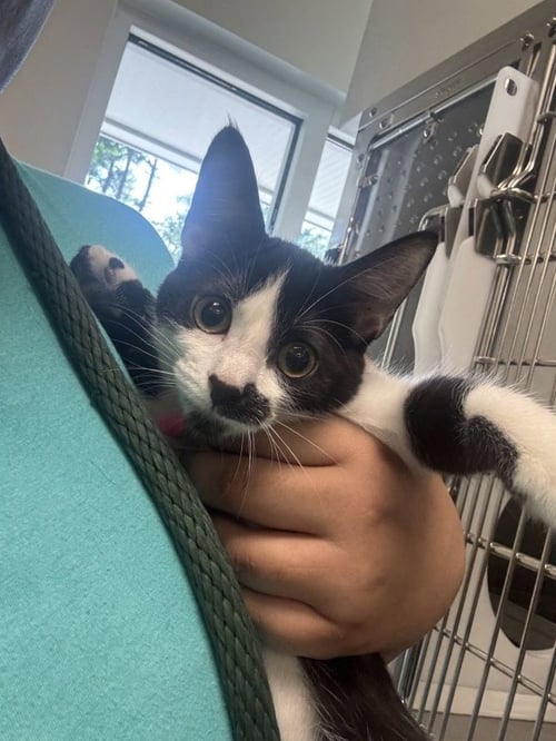 PEVENSIE - Domestic Short Hair available for adoption