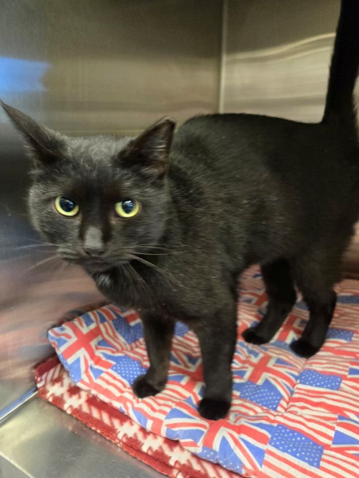 MATILDA - Domestic Short Hair available for adoption