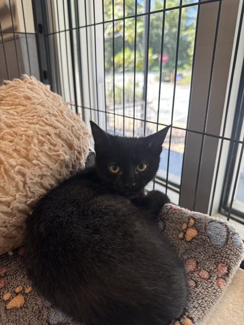 DOVE - Domestic Short Hair available for adoption