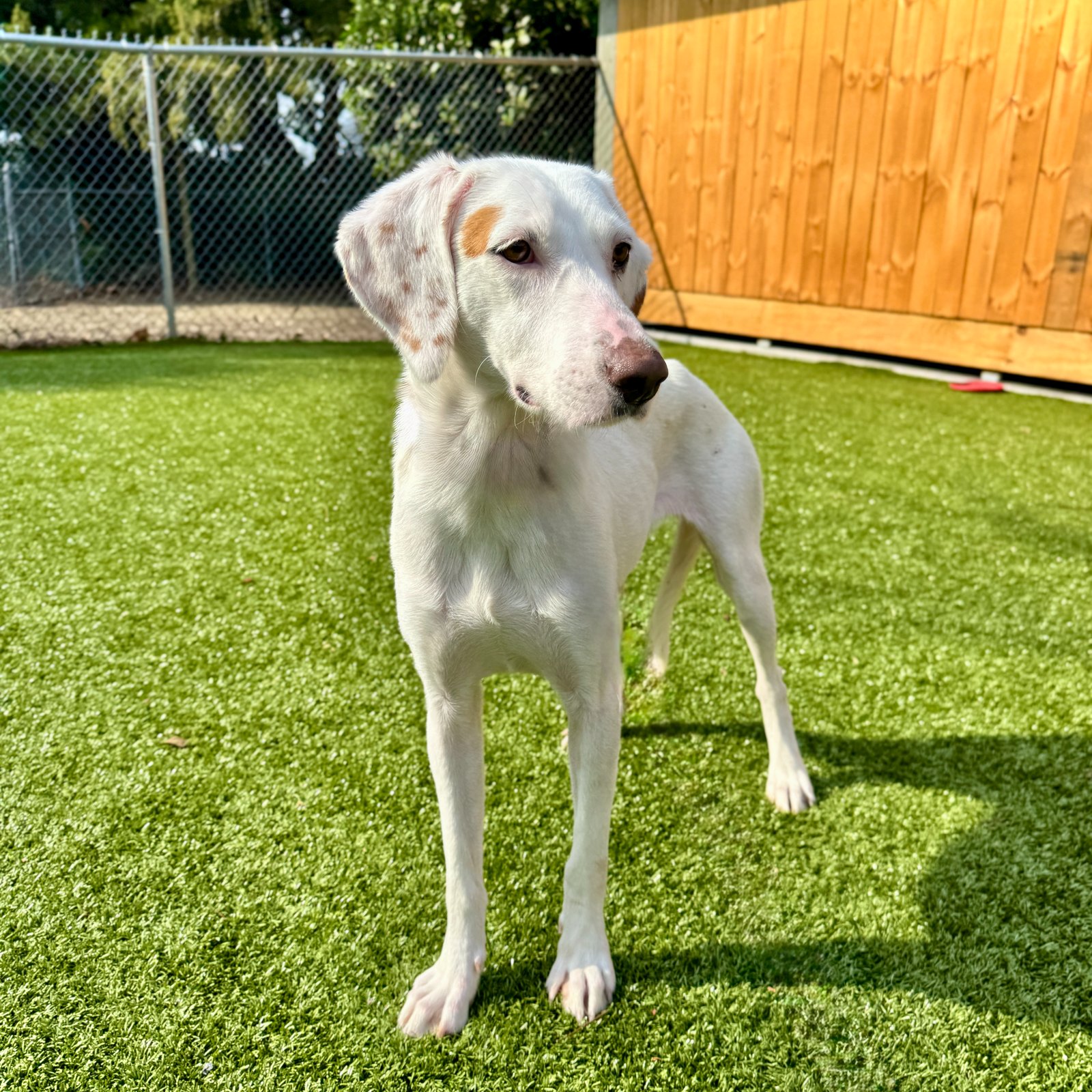 WILMA - Hound available for adoption