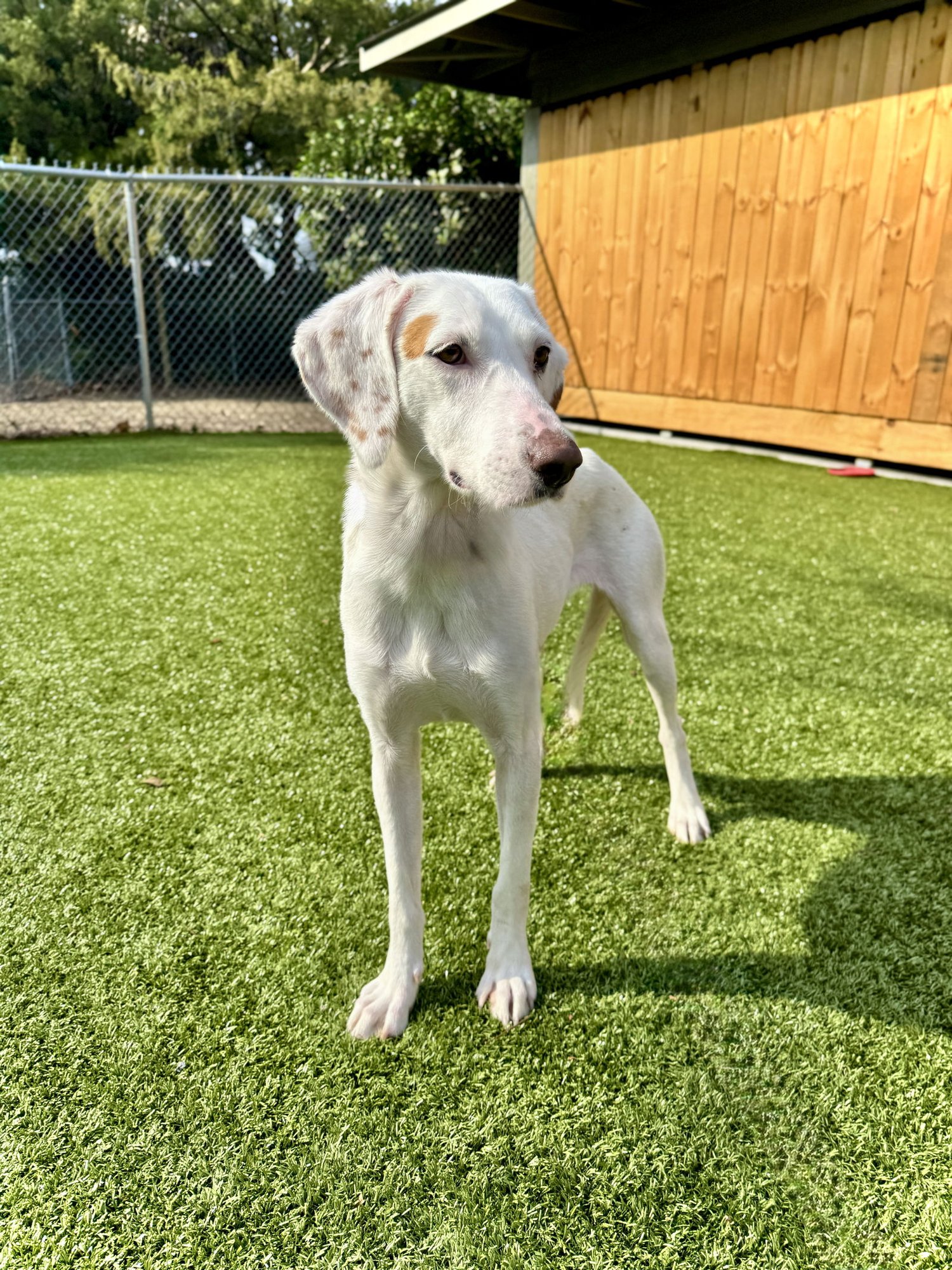 WILMA - Hound available for adoption