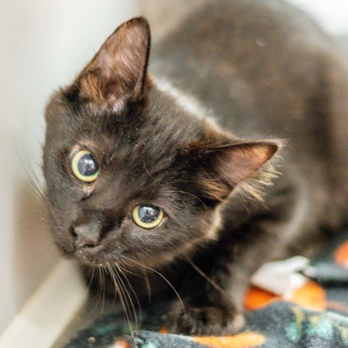 OREO - Domestic Medium Hair available for adoption