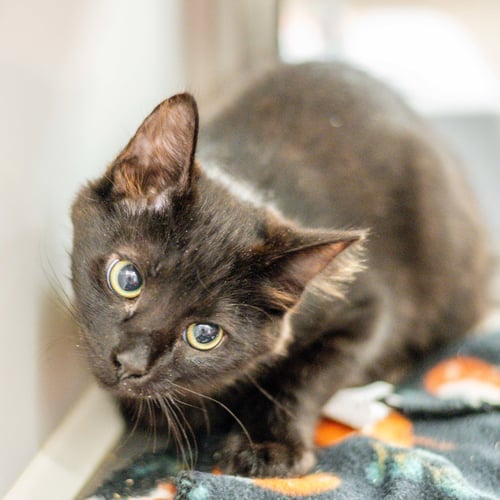 OREO - Domestic Medium Hair available for adoption