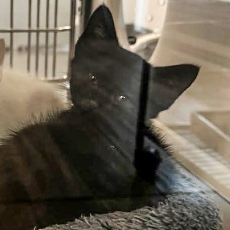 BLACKBERRY - Domestic Short Hair available for adoption