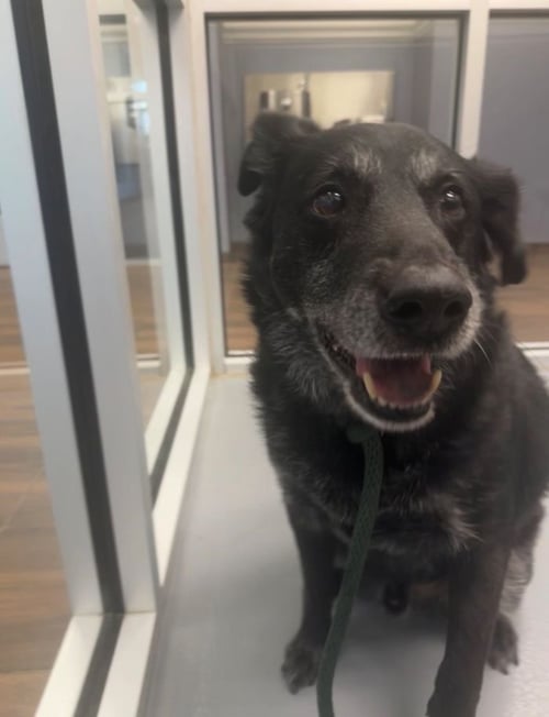 BEAU - Labrador Retriever / Shepherd available for adoption