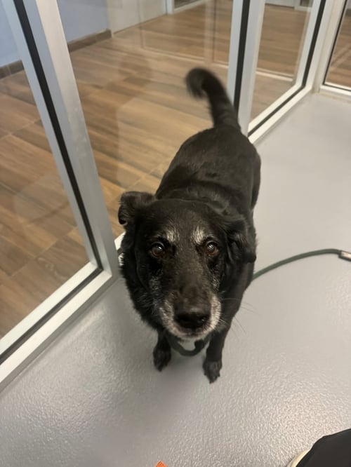 BEAU - Labrador Retriever / Shepherd available for adoption