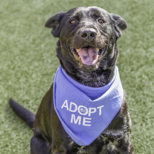 MOCHI - Terrier available for adoption