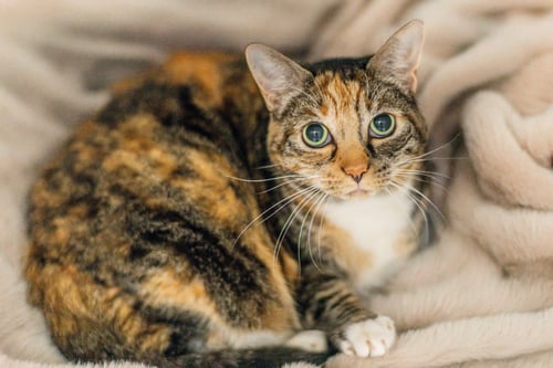 JULES - Domestic Short Hair available for adoption