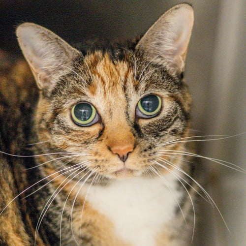 JULES - Domestic Short Hair available for adoption