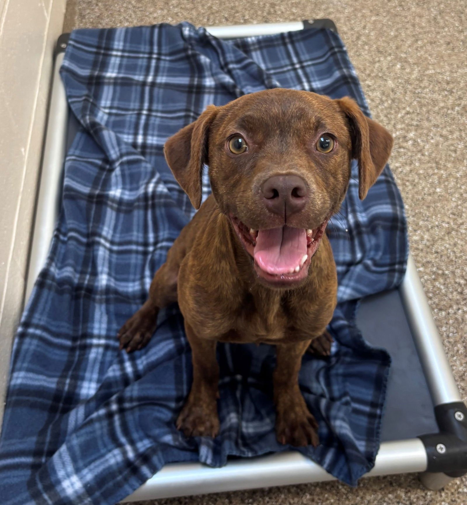 JILL - Labrador Retriever available for adoption