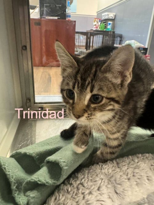 TRINIDAD - Domestic Short Hair available for adoption