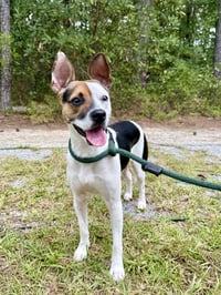 Jack - Photo 1