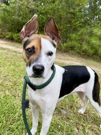 Jack - Photo 2