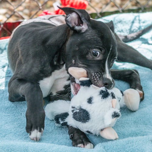 CIPHER - Labrador Retriever available for adoption