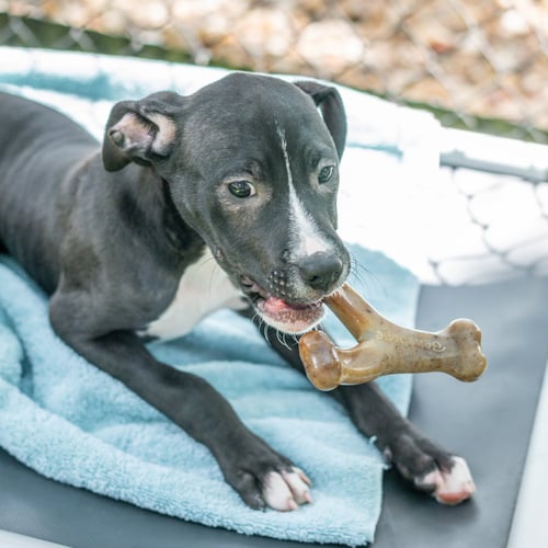 CIPHER - Labrador Retriever available for adoption