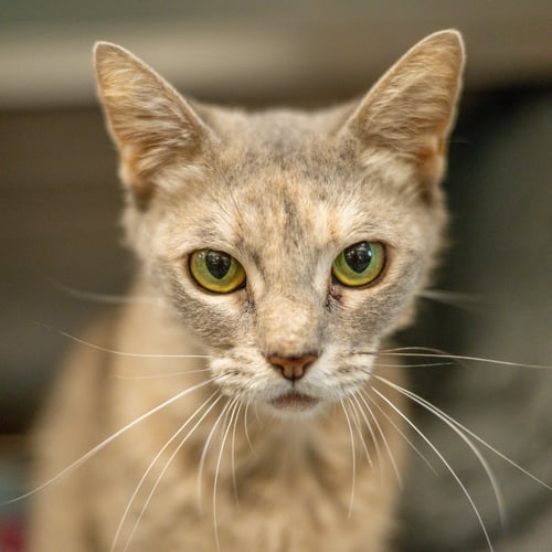 AUDREY HEPBURN - Domestic Short Hair available for adoption