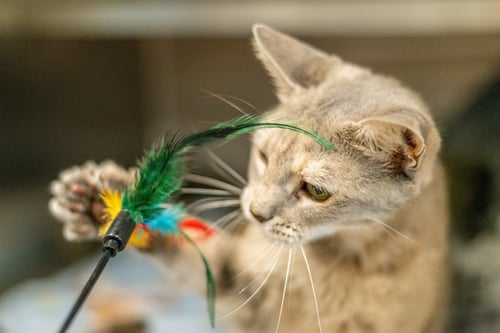 AUDREY HEPBURN - Domestic Short Hair available for adoption
