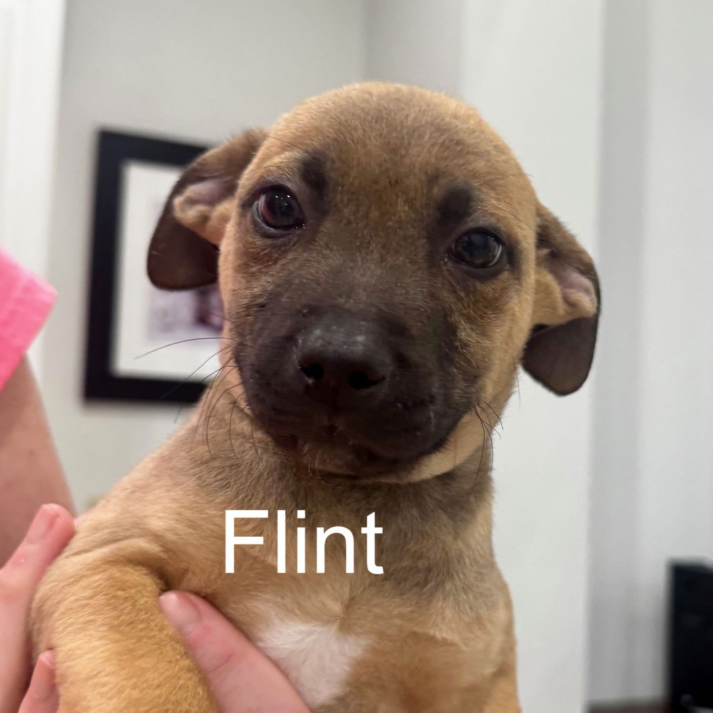 FLINT - Shepherd available for adoption