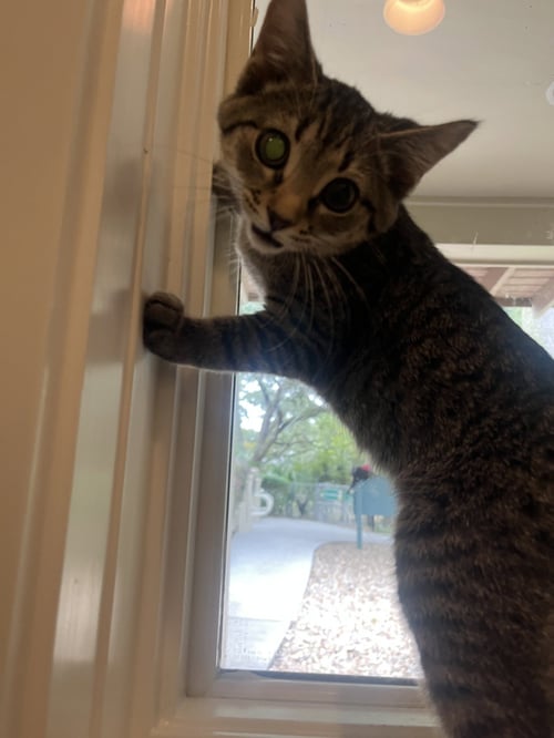 CHEVRON - Domestic Short Hair available for adoption