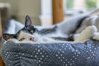 Dottie - Photo 2
