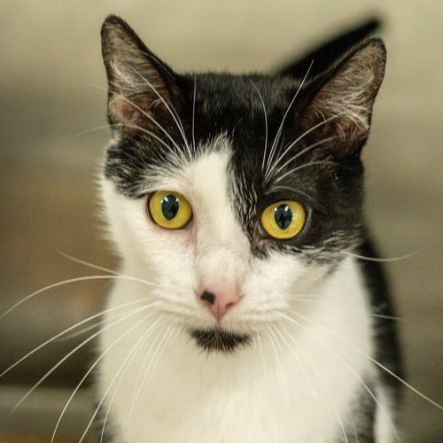 DOTTIE - Domestic Short Hair for adoption in Savannah