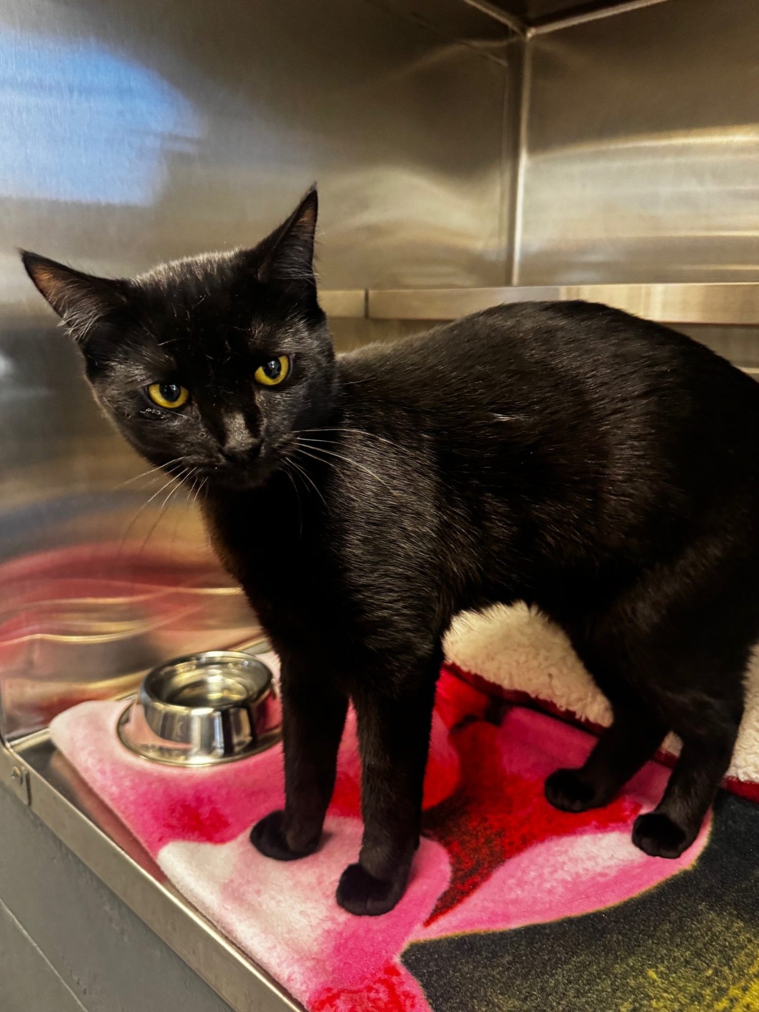 ONYX - Domestic Short Hair available for adoption