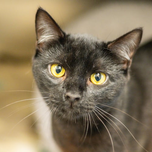 ONYX - Domestic Short Hair for adoption in Savannah