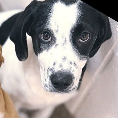 MAE - Coonhound available for adoption