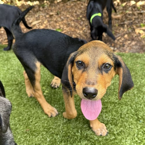 BRISKET - Hound available for adoption
