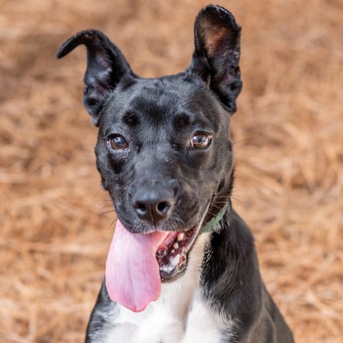 MARIPOSA - Ibizan Hound available for adoption