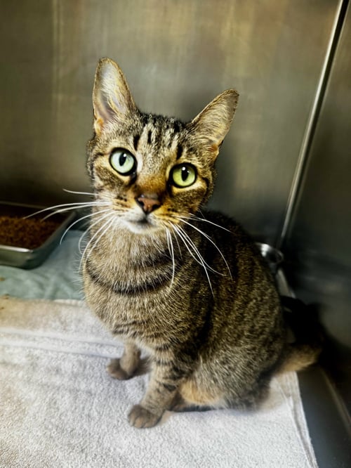 SKITTLES - Domestic Short Hair available for adoption