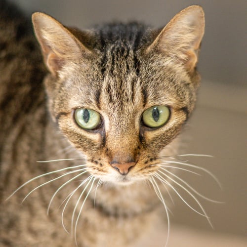 SKITTLES - Domestic Short Hair for adoption in Savannah