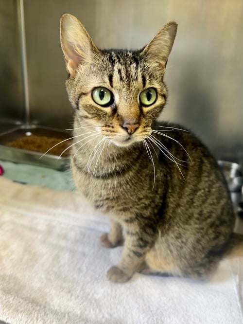 SKITTLES - Domestic Short Hair available for adoption