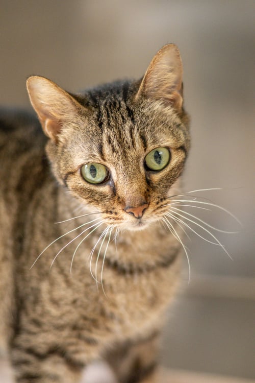 SKITTLES - Domestic Short Hair available for adoption