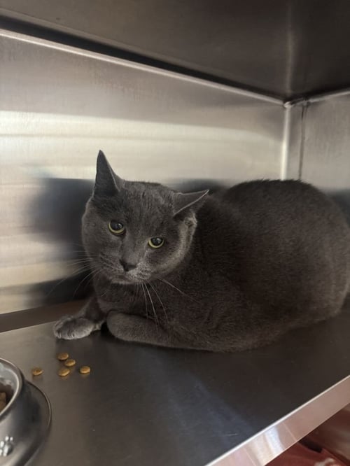 BRUCE - Domestic Short Hair for adoption in Savannah