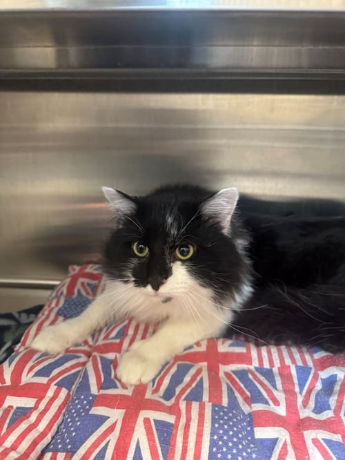 FABIO - Domestic Long Hair available for adoption