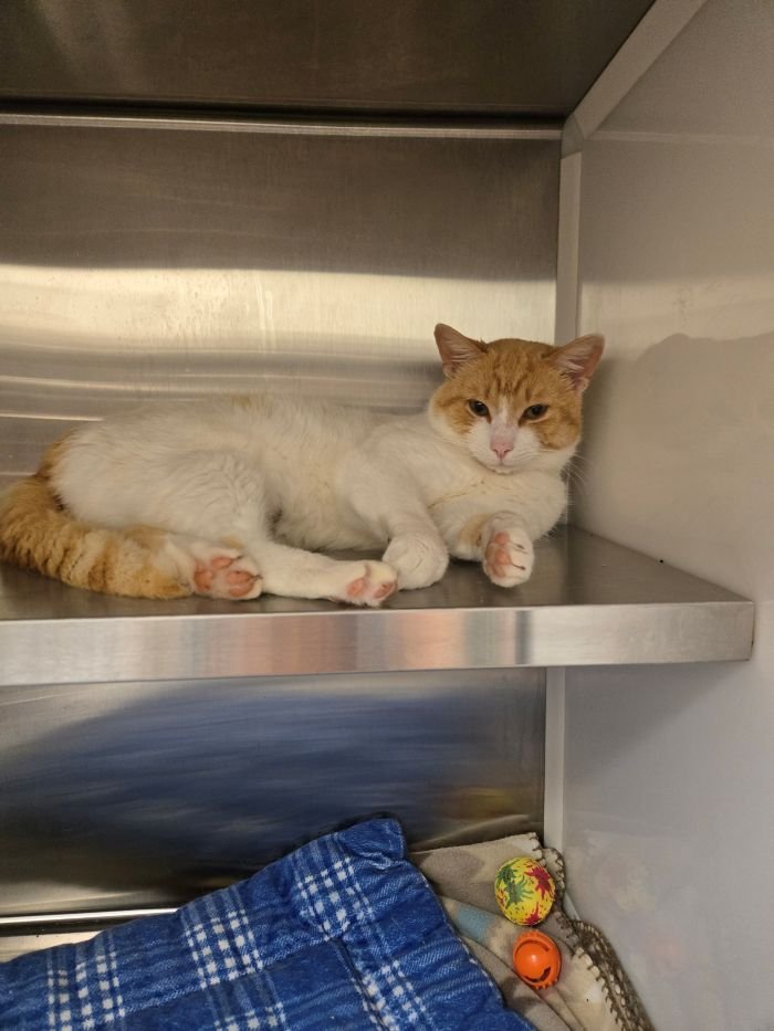 TANGER - Domestic Medium Hair available for adoption