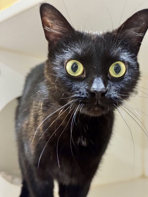 Q - Domestic Short Hair available for adoption