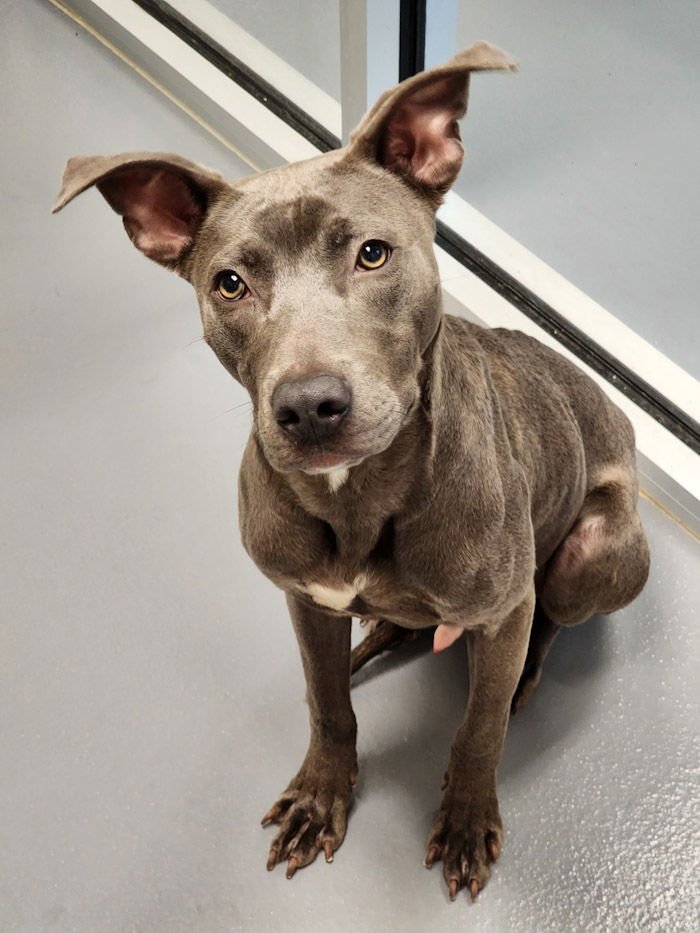 EARL GREY - Weimaraner available for adoption
